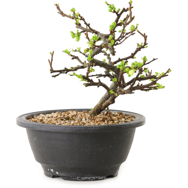 Chaenomeles speciosa à fleurs blanches, 16 cm, ± 12 ans