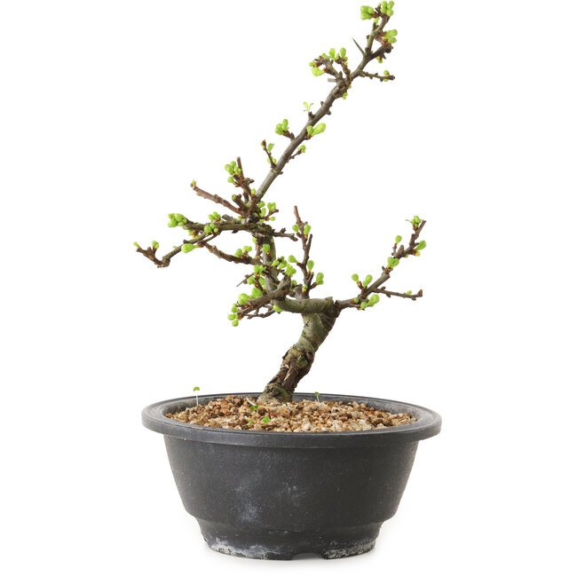 Chaenomeles speciosa mit weißen Blüten, 16 cm, ± 12 Jahre alt