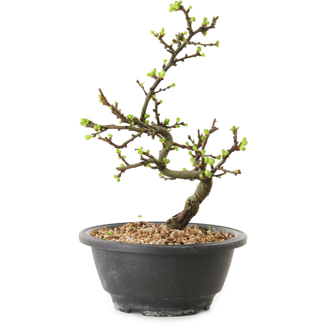 Chaenomeles speciosa con flores blancas, 16 cm, ± 12 años de edad.