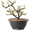Chaenomeles speciosa met witte bloemen, 16 cm, ± 12 jaar oud
