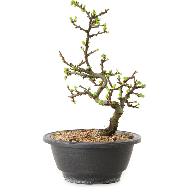 Chaenomeles speciosa met witte bloemen, 16 cm, ± 12 jaar oud