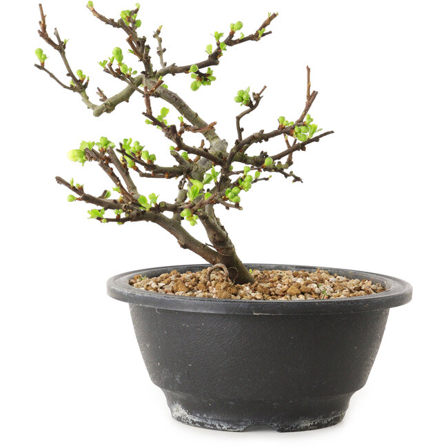Chaenomeles speciosa à fleurs blanches, 16 cm, ± 12 ans