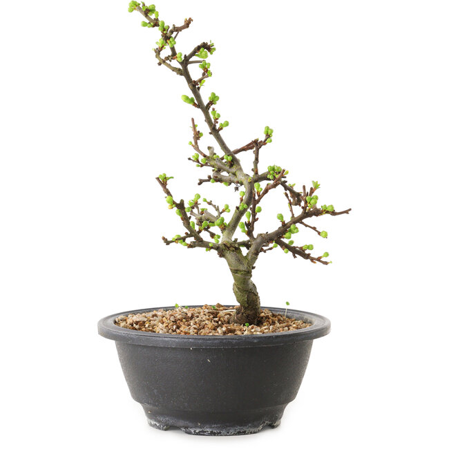 Chaenomeles speciosa with white flowers, 16 cm, ± 12 years old