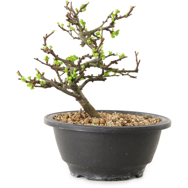 Chaenomeles speciosa mit weißen Blüten, 16 cm, ± 12 Jahre alt