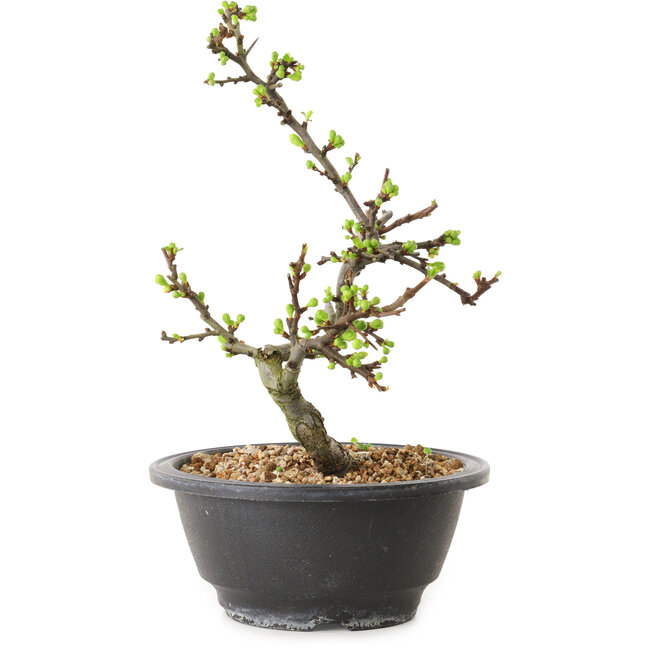 Chaenomeles speciosa con flores blancas, 16 cm, ± 12 años de edad.