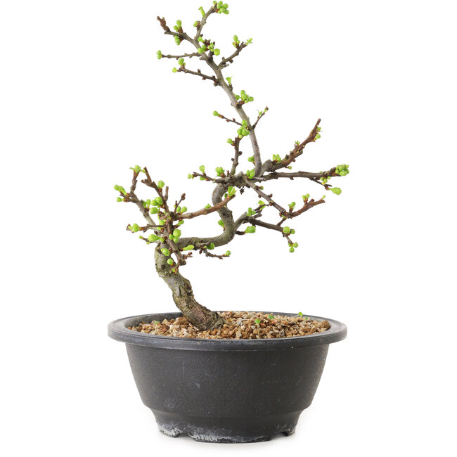 Chaenomeles speciosa met witte bloemen, 16 cm, ± 12 jaar oud
