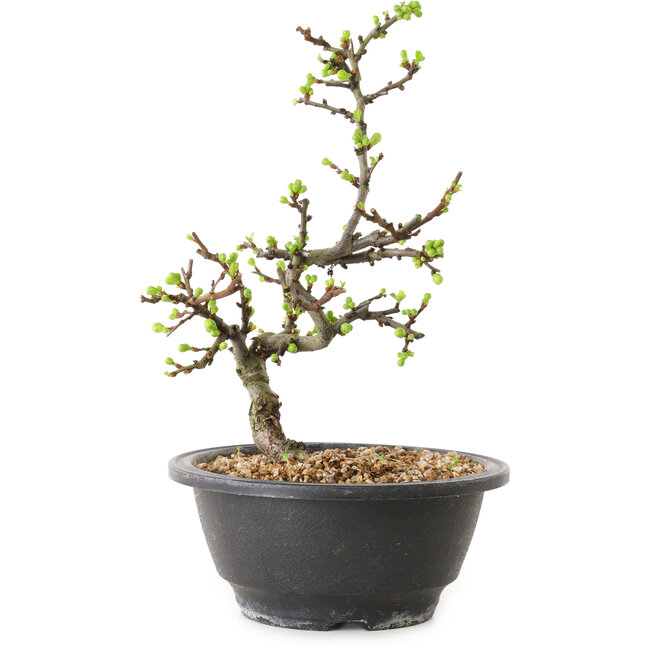 Chaenomeles speciosa mit weißen Blüten, 16 cm, ± 12 Jahre alt