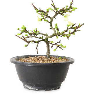 Chaenomeles speciosa con flores blancas, 16 cm, ± 12 años de edad.
