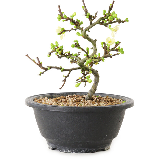 Chaenomeles speciosa con flores blancas, 16 cm, ± 12 años de edad.
