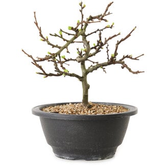Chaenomeles speciosa con fiori bianchi, 16 cm, ± 12 anni di età