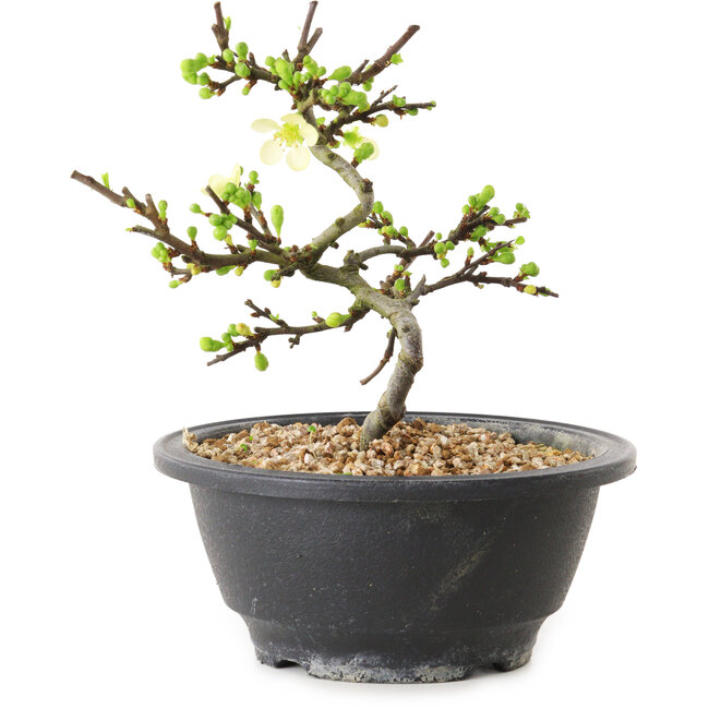 Chaenomeles speciosa met witte bloemen, 16 cm, ± 12 jaar oud