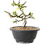 Chaenomeles speciosa met witte bloemen, 16 cm, ± 12 jaar oud