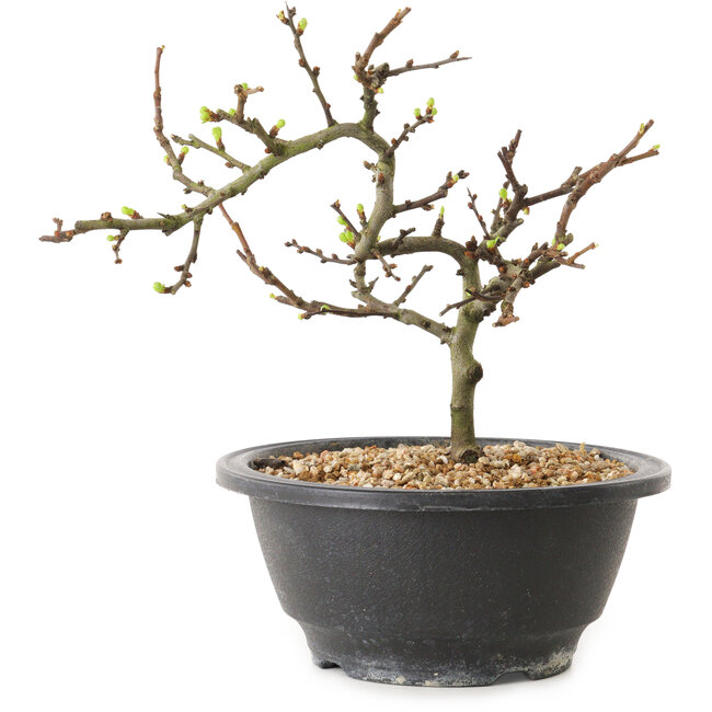 Chaenomeles speciosa met witte bloemen, 16 cm, ± 12 jaar oud
