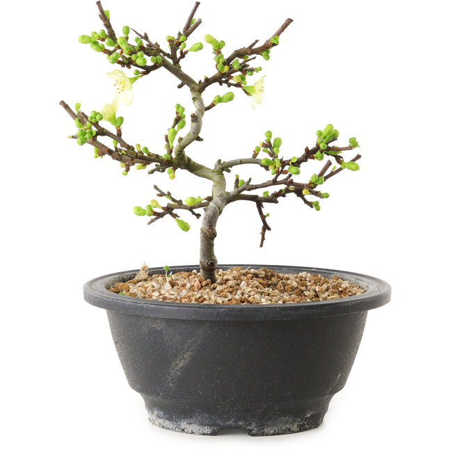 Chaenomeles speciosa met witte bloemen, 16 cm, ± 12 jaar oud
