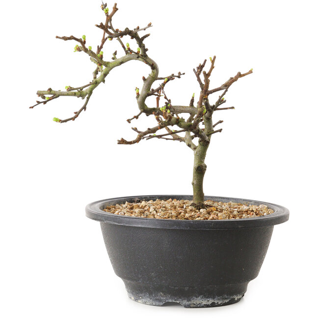 Chaenomeles speciosa with white flowers, 16 cm, ± 12 years old