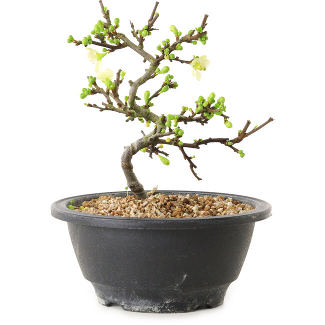 Chaenomeles speciosa con fiori bianchi, 16 cm, ± 12 anni di età
