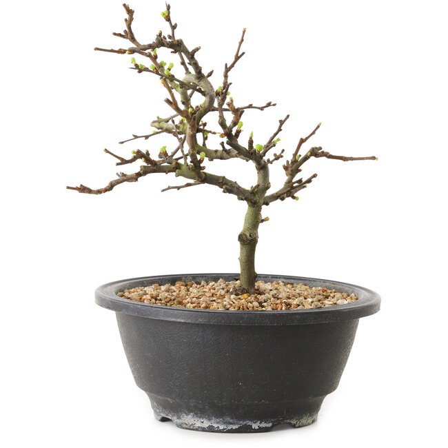 Chaenomeles speciosa con flores blancas, 16 cm, ± 12 años de edad.