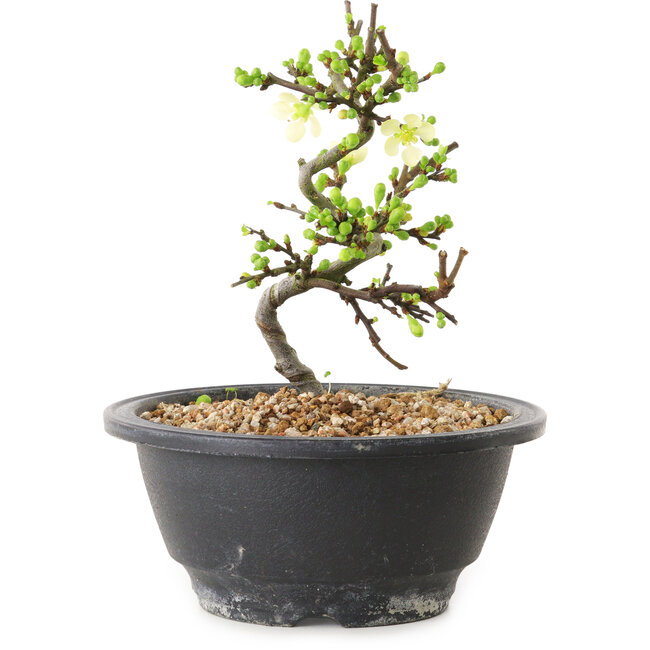 Chaenomeles speciosa with white flowers, 16 cm, ± 12 years old