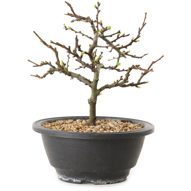 Chaenomeles speciosa con fiori bianchi, 16 cm, ± 12 anni di età