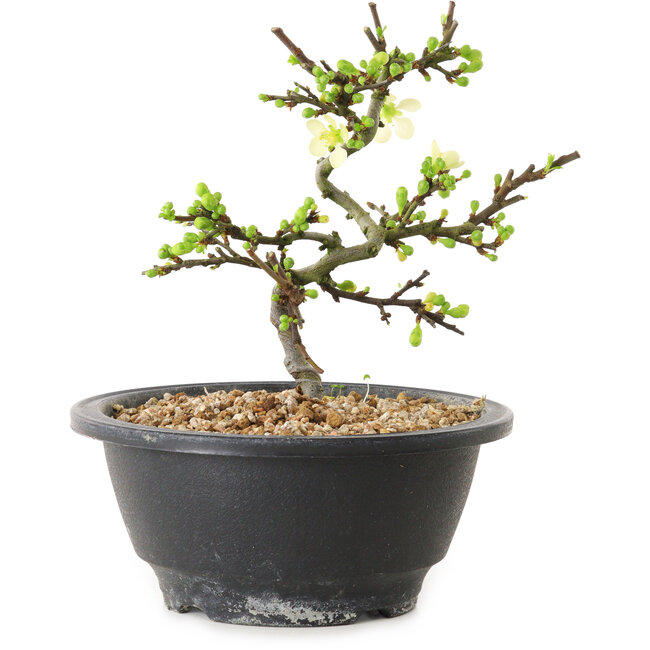 Chaenomeles speciosa à fleurs blanches, 16 cm, ± 12 ans