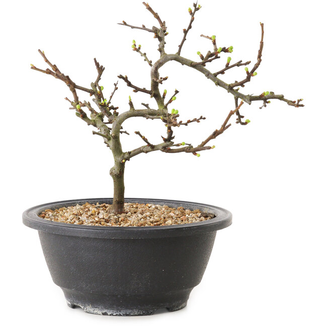 Chaenomeles speciosa à fleurs blanches, 16 cm, ± 12 ans