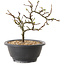 Chaenomeles speciosa à fleurs blanches, 16 cm, ± 12 ans