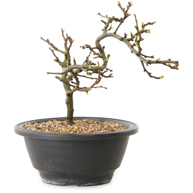 Chaenomeles speciosa met witte bloemen, 16 cm, ± 12 jaar oud
