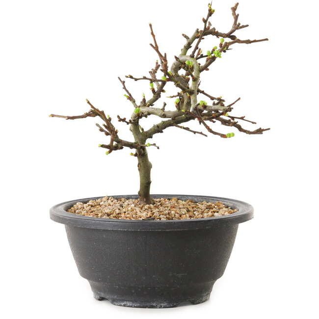 Chaenomeles speciosa con fiori bianchi, 16 cm, ± 12 anni di età
