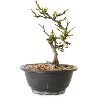 Chaenomeles speciosa with white flowers, 16 cm, ± 12 years old