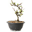 Chaenomeles speciosa met witte bloemen, 16 cm, ± 12 jaar oud