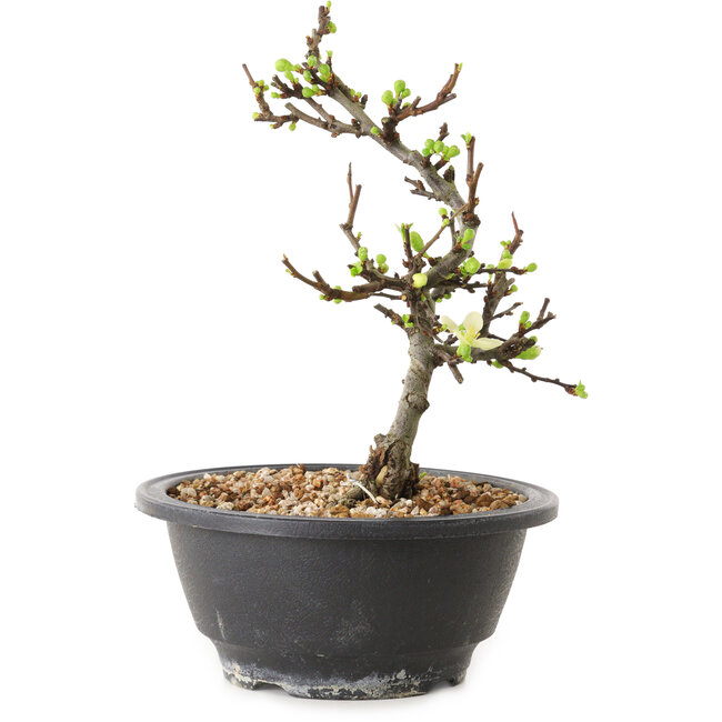 Chaenomeles speciosa met witte bloemen, 16 cm, ± 12 jaar oud
