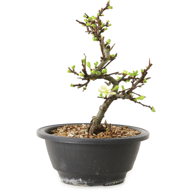 Chaenomeles speciosa con flores blancas, 16 cm, ± 12 años de edad.