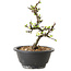 Chaenomeles speciosa met witte bloemen, 16 cm, ± 12 jaar oud
