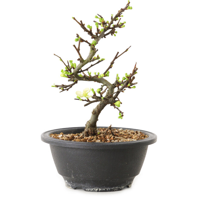 Chaenomeles speciosa with white flowers, 16 cm, ± 12 years old