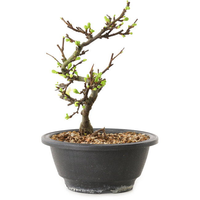 Chaenomeles speciosa mit weißen Blüten, 16 cm, ± 12 Jahre alt