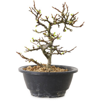 Chaenomeles speciosa con flores blancas, 16 cm, ± 12 años de edad.