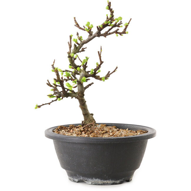 Chaenomeles speciosa à fleurs blanches, 16 cm, ± 12 ans