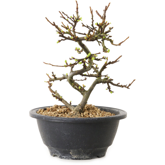 Chaenomeles speciosa con flores blancas, 16 cm, ± 12 años de edad.