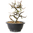Chaenomeles speciosa con fiori bianchi, 16 cm, ± 12 anni di età