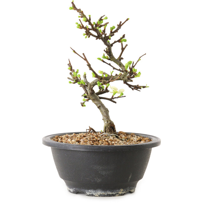 Chaenomeles speciosa mit weißen Blüten, 16 cm, ± 12 Jahre alt