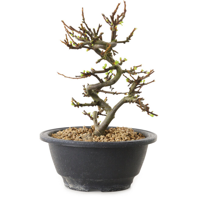 Chaenomeles speciosa with white flowers, 16 cm, ± 12 years old