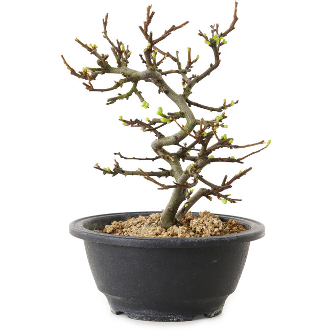 Chaenomeles speciosa con fiori bianchi, 16 cm, ± 12 anni di età