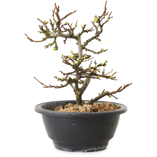 Chaenomeles speciosa mit weißen Blüten, 16 cm, ± 12 Jahre alt