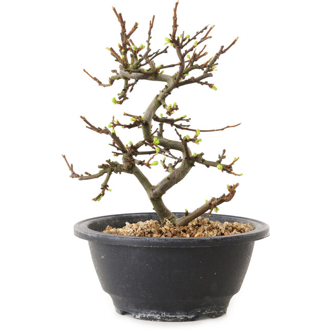 Chaenomeles speciosa à fleurs blanches, 16 cm, ± 12 ans