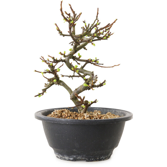 Chaenomeles speciosa con fiori bianchi, 16 cm, ± 12 anni di età