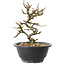 Chaenomeles speciosa met witte bloemen, 16 cm, ± 12 jaar oud