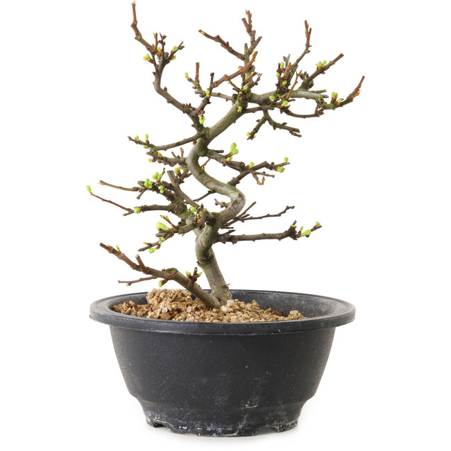 Chaenomeles speciosa mit weißen Blüten, 16 cm, ± 12 Jahre alt