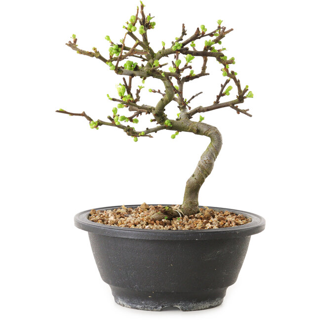 Chaenomeles speciosa con flores blancas, 16 cm, ± 12 años de edad.