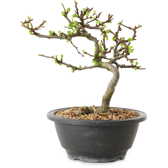 Chaenomeles speciosa à fleurs blanches, 16 cm, ± 12 ans