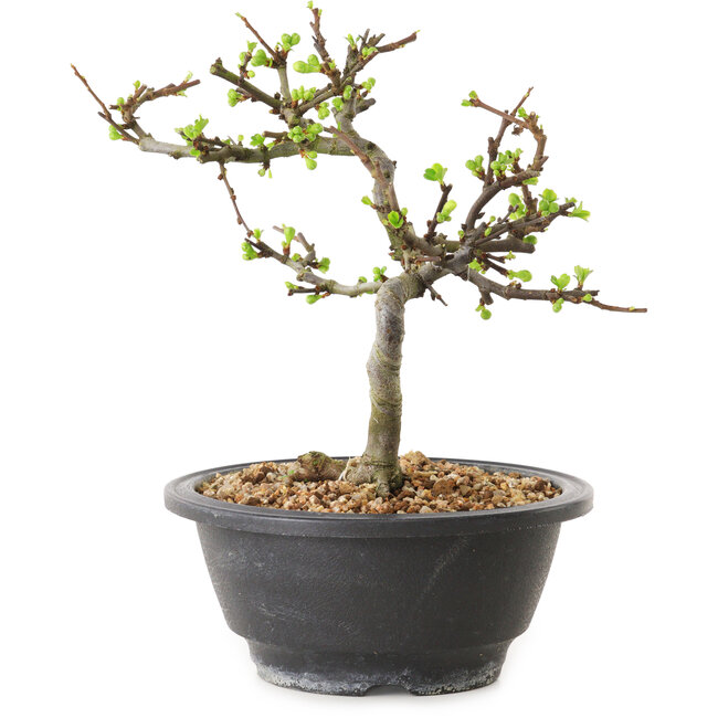 Chaenomeles speciosa met witte bloemen, 16 cm, ± 12 jaar oud